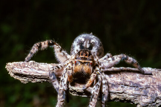 Lycosa singoriensis - a large spider living in vertical burrows in the ground