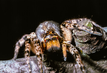 Lycosa singoriensis - a large spider living in vertical burrows in the ground