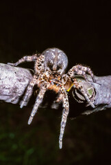 Lycosa singoriensis - a large spider living in vertical burrows in the ground