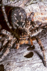 Lycosa singoriensis - a large spider living in vertical burrows in the ground