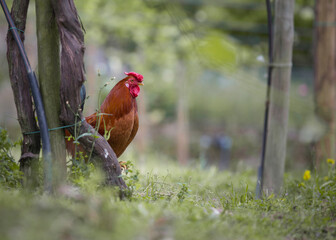 Fototapeta premium Detalhe de galo com ar autoritário e dominador dentro do seu habitar.