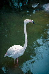 The greater flamingo (Phoenicopterus roseus), bird in a zoo, Ukraine