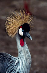 Fototapeta premium The grey crowned crane (Balearica regulorum), bird in the zoo in Odessa