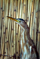 The Eurasian bittern or great bittern (Botaurus stellaris), bird against the background of reed thickets