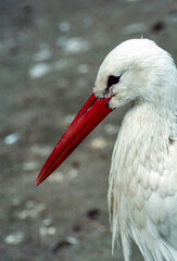 Close-up of the head and beak of a stork in a zoo, Ukraine