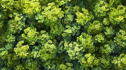 Naklejka premium lush hybrid witch hazel tree canopy from above landscape design element digital illustration