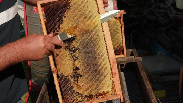 beekeeper cuts the honeycomb with a knife to get honey