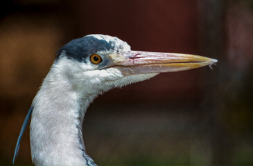 Close-up of the head of a gray heron in the wild, Ukraine