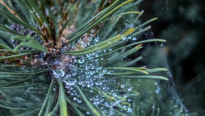 Drops of water close up on spiderweb