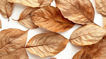 Brown dry leaves with pinnate veins on white background perfect for product photography props