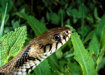 The dice snake (Natrix tessellata), close-up of a water snake's head