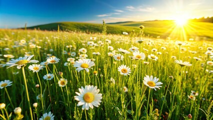Beautiful spring summer natural pastoral landscape with flowering field of daisies in grass in rays of sunlight
