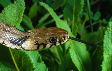 The dice snake (Natrix tessellata), close-up of a water snake's head