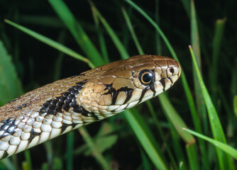 The dice snake (Natrix tessellata), close-up of a water snake's head