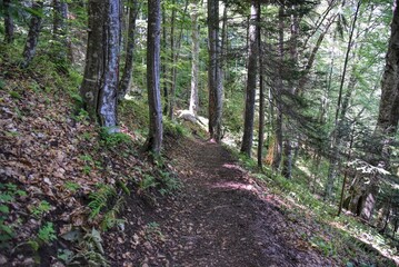 Photography of hiking trail in wild forest