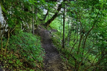 Photography of hiking trail in wild forest