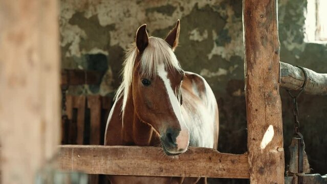 Horse standing in corral close up. Beautiful mare, brown stallion. Training domestic animals. Countryside life, rancho concept.

