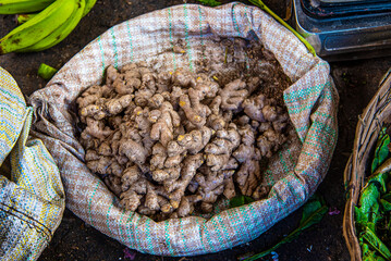 Many branches of herb plant roots , brown herb for cooking Thai food, Ginger (Zingiber officinale )is spicy, fragrant.