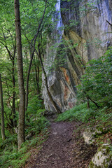 Photography of hiking trail in wild forest