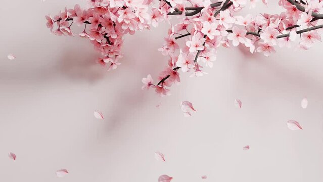cherry blossom sakura flower grow animation with falling petal japanese background