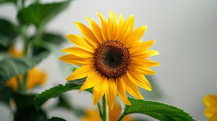Fototapeta premium Bright Yellow Sunflower in Full Bloom. Generative ai