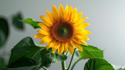 Fototapeta premium Bright Yellow Sunflower in Full Bloom. Generative ai