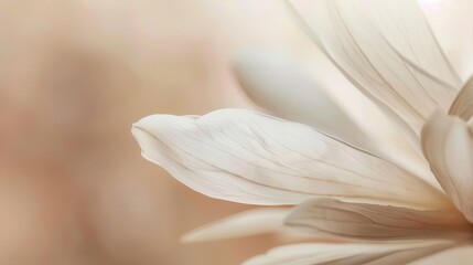 Obraz premium minimalist abstract pastel beige flower petal composition soft aesthetic photography