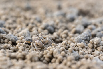 Ghost crab (Ocypode quadrata) on the sand beach in perfect macro details.