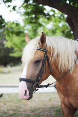 Obraz premium Beautiful beige horse with a light mane
