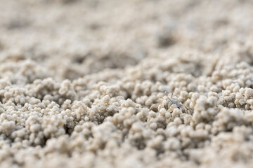 Ghost crab (Ocypode quadrata) on the sand beach in perfect macro details.