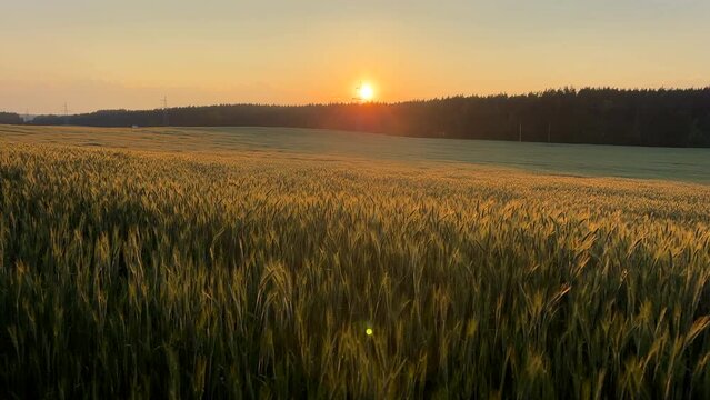 Wheat field on sunset. Farm field with Rye. Crisis world&rsquo;s breadbasket. Corn and wheat harvesting. Wheat import, maize, soybeans. Wheat export prices after grain deal exit Russia. Food prices, hunger