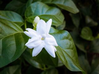 Fresh Jasmine Flower on Green Leaves. Pure White Jasmine Bloom Close-up. Delicate Jasmine Blossom in Garden. Jasmine Flower with Vibrant Green Leaves. White Jasmine in Natural Light