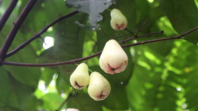 Java appale, wax apple , Syzygium samarangense fruits on tree. The tree is mostly grown in tropical areas and can grow upto 12 m.  The fruit is also called Semarang rose-apple, and wax jambu.