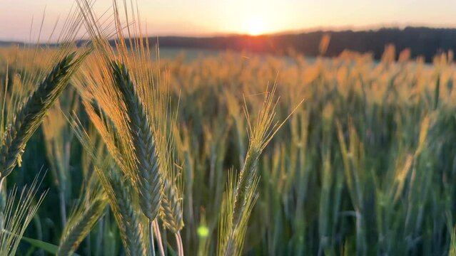 Wheat field on sunset. Farm field with Rye. Crisis world&rsquo;s breadbasket. Corn and wheat harvesting. Wheat import, maize, soybeans. Wheat export prices after grain deal exit Russia. Food prices, hunger