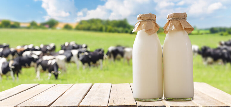 Bottles of milk on wooden table on meadow of grazing cows background