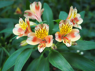 Yellow Alstroemeria