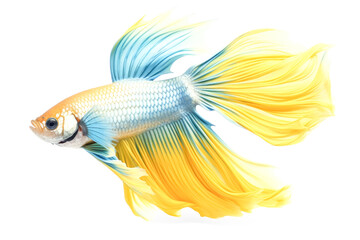 Fototapeta premium A fish with a blue body and yellow tail.