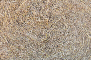 dry straw hay as background
