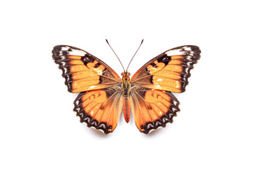 Fototapeta premium A large orange butterfly with black markings on its wings