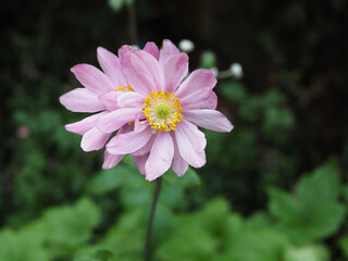 Japanese Anemones