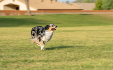 Merle colored American Miniature Shepherd running at the park