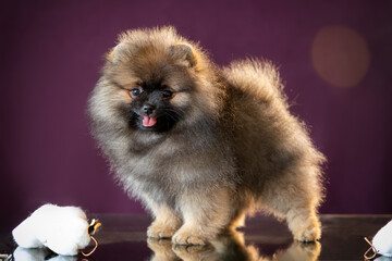 Portrait of a fluffy Pomeranian puppy standing on a mirror table with reflection on a purple background