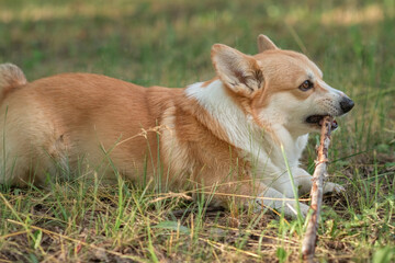 A beautiful purebred corgi plays in a summer park.
