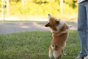A beautiful purebred corgi plays in a summer park.