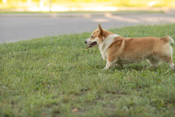 A beautiful purebred corgi plays in a summer park.