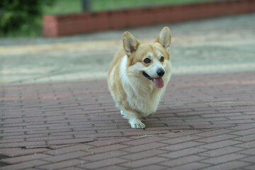 A beautiful purebred corgi plays in a summer park.