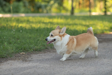 A beautiful purebred corgi plays in a summer park.