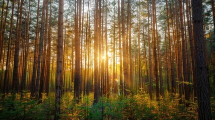 Obraz premium Sunlight filtering through the tall pine trees in the forest