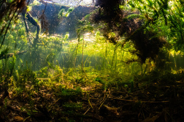 underwater view of a lake shore