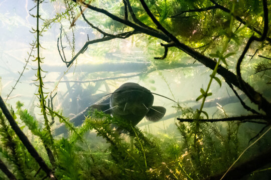 wels catfish